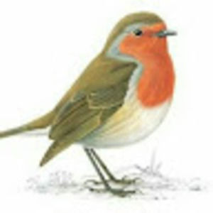 Meet your Posher, Robin